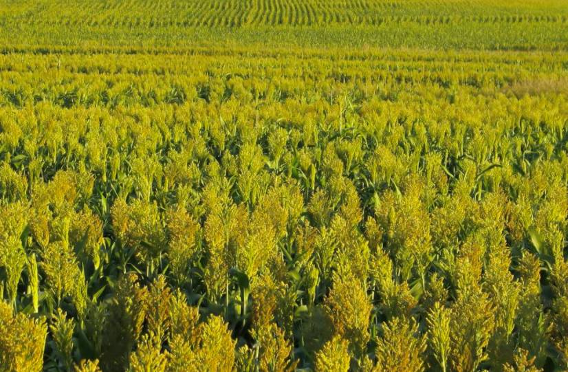 全球首个基因抗癌新药,肺癌基因编辑技术