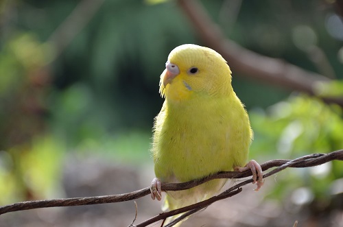 鹦鹉的最佳饲养温度,鹦鹉养殖湿度多少合适
