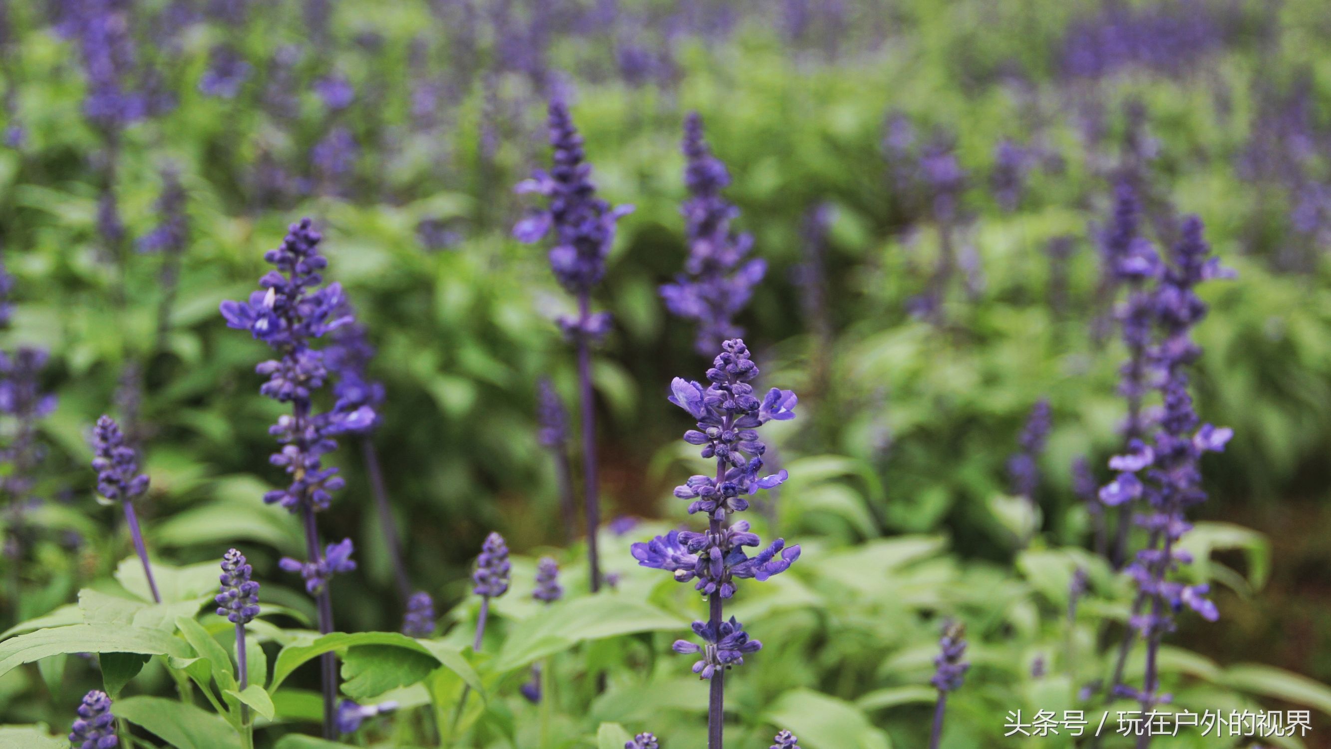 德庆县盘龙峡景区相关图片,德庆县盘龙峡风景区最新视频