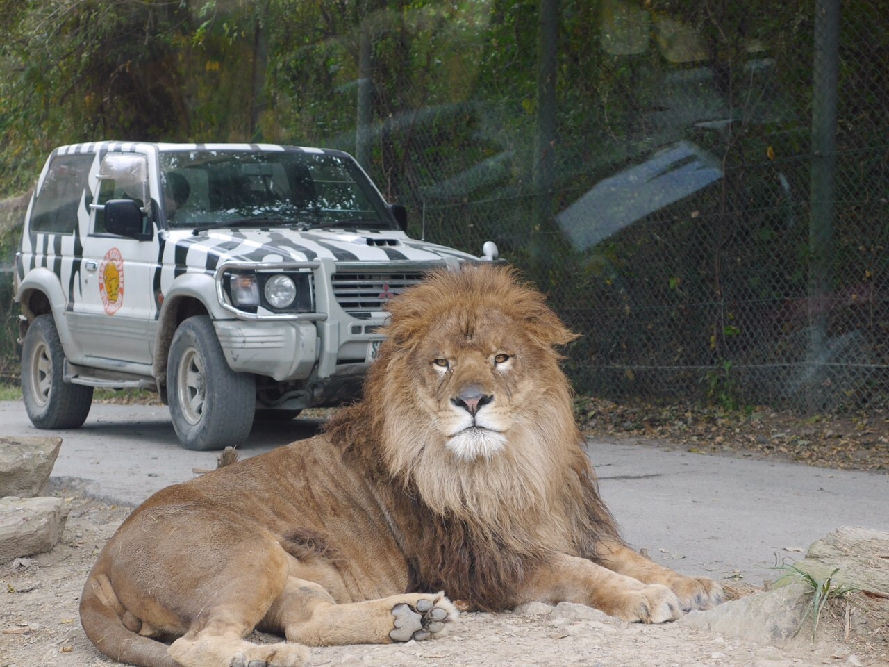 狮子动物园咬人事件,日本动物园发生的狮虎斗