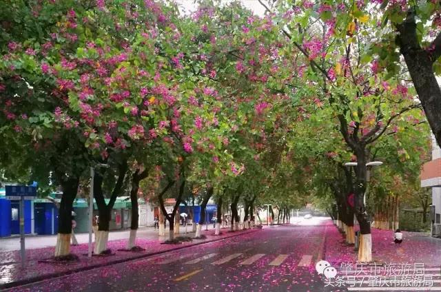 西大下了一场雨,美翻了整个肇庆!