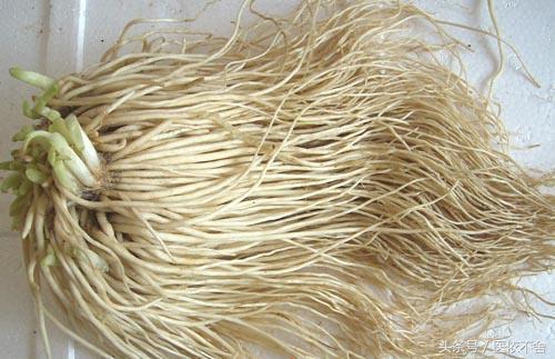 女性白带的最佳食疗方法,白带是黄色的如何食疗