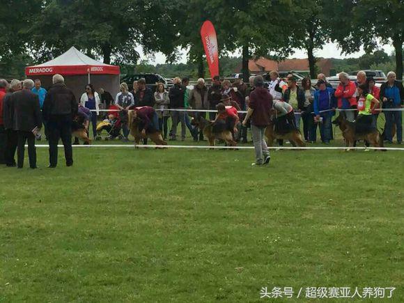 2017年德国牧羊犬犬展,sv德国牧羊犬本部展