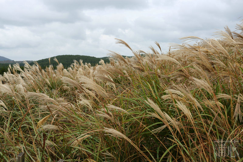 济州岛看枫叶,济州岛枫叶