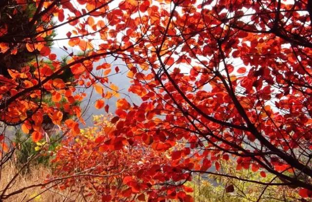 山东烟台龙口南山风景区攻略,烟台南山龙口游记