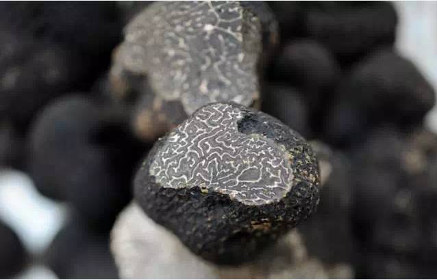 松露新口味,顶级松露的秘密