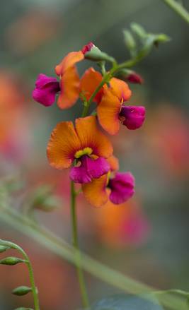 「花园集分享」野风系澳大利亚园林景观设计简析