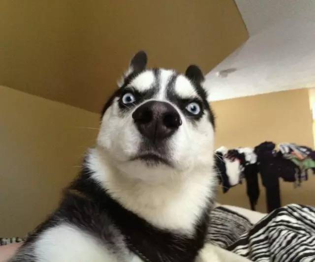 宠物征集活动,宠物征集令