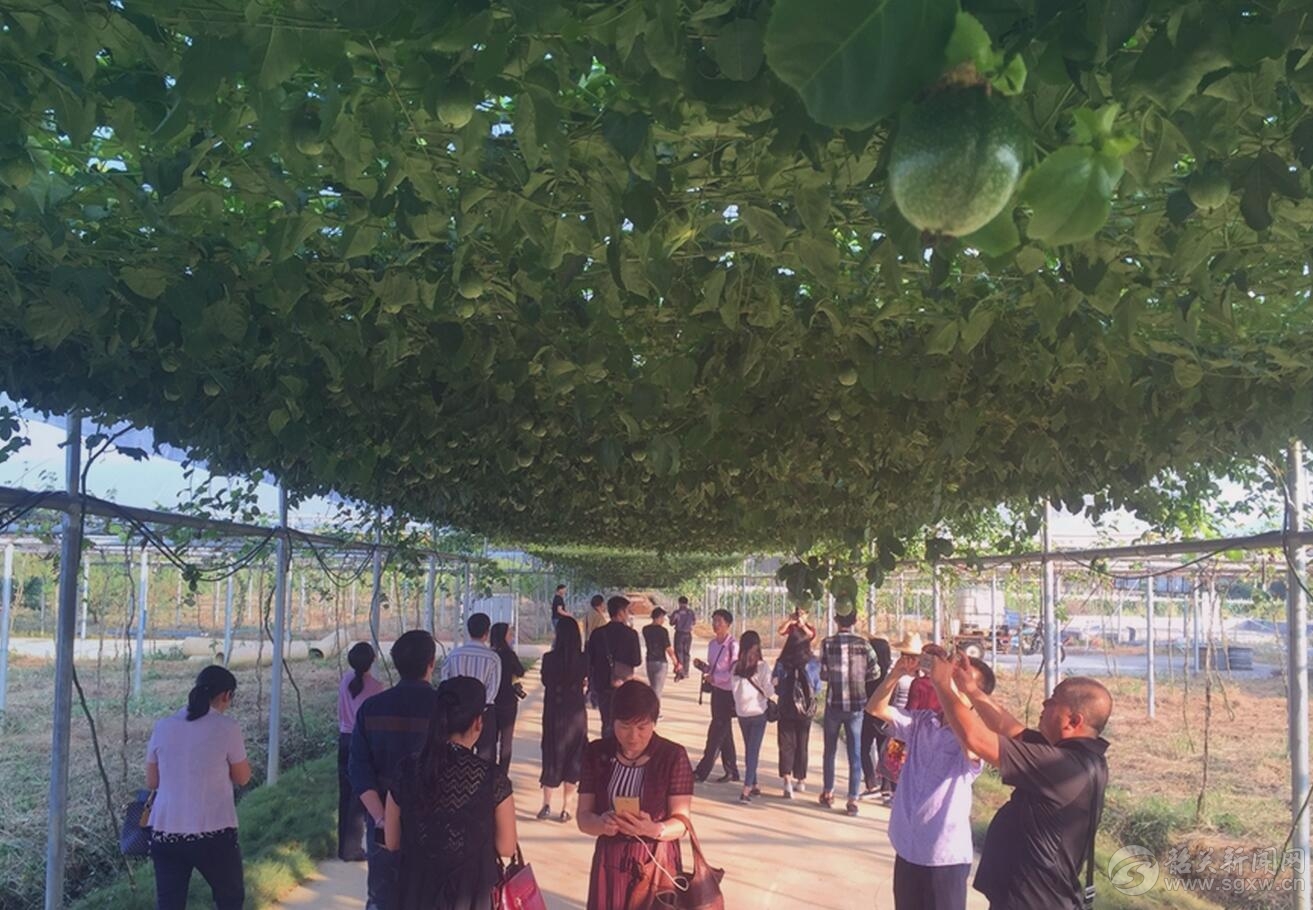 用好新媒体传递县域发展正能量——“网络大V看翁源”采风活动侧记