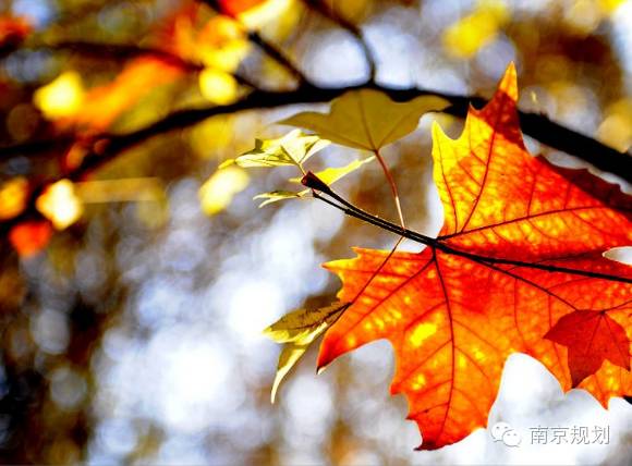 河西新城规划图,河西新城区最新规划图