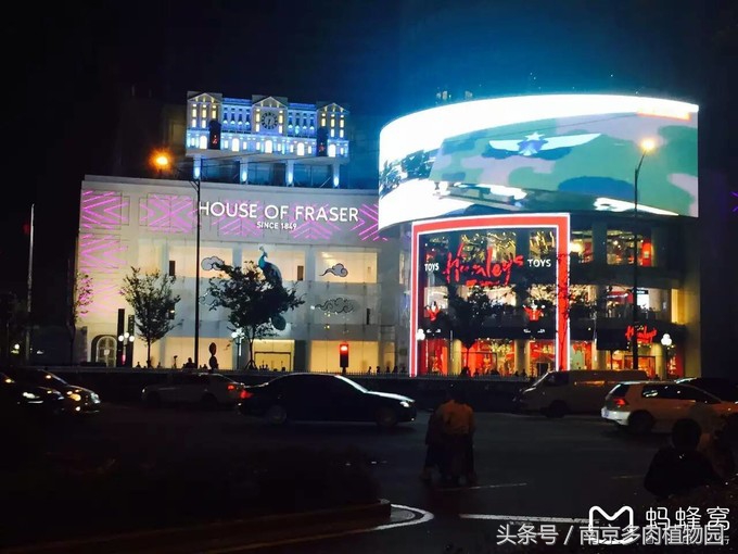 乐高积木成人款植物多肉,小玩具乐高