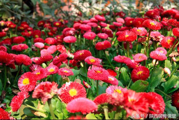 200平庭院花园轻奢,280平花园法式