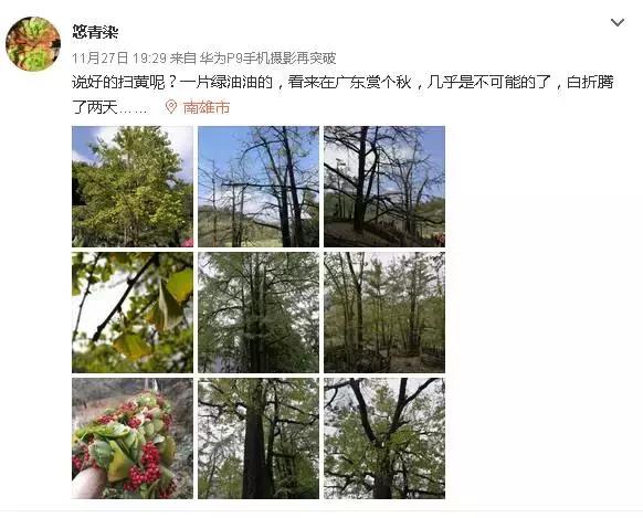 南雄看银杏值得去吗,南雄看银杏攻略