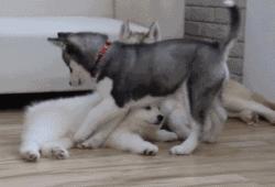 萨摩撒娇小可爱,萨摩给主人撒娇视频