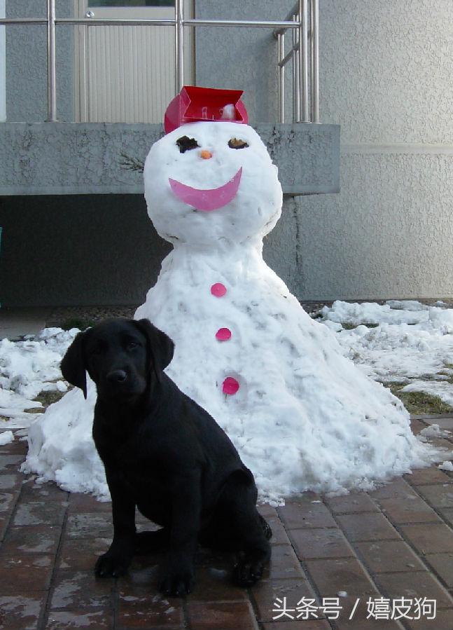 大狗黑色黄色,大狗黑灰色