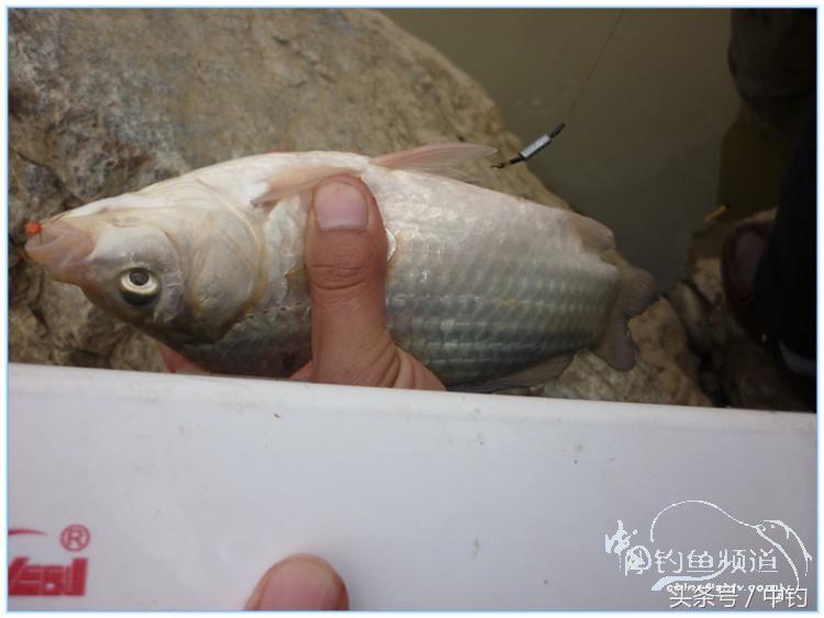 虎岭钓鱼路亚,虎岭钓鱼场