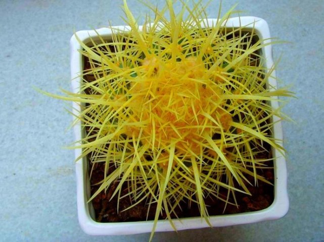 养花改善磁场,养花驱小虫神器