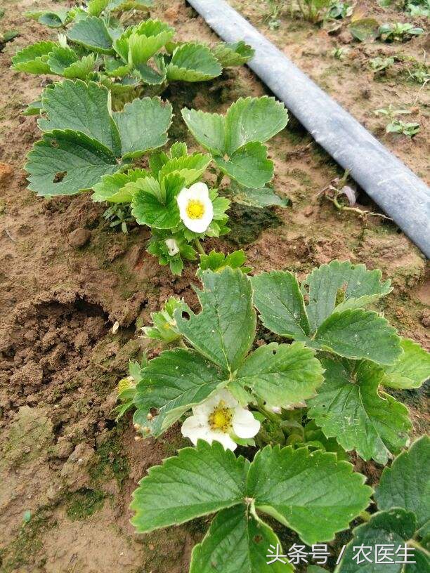 小白菜叶子烂了是什么原因,小白菜根部烂掉是怎么回事