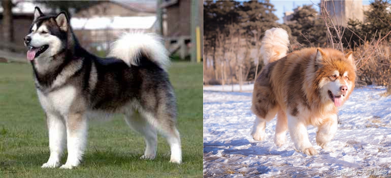 纯种阿拉斯加是黑十字吗,纯种阿拉斯加是长毛还是短毛