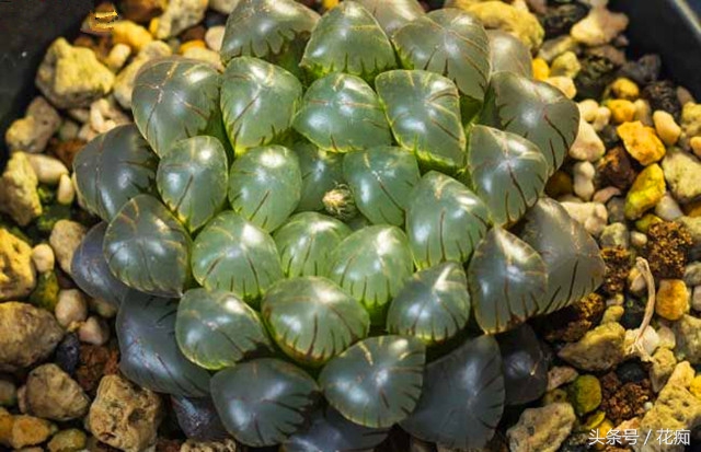 冰灯玉露怎么养才能开花,冰灯玉露怎么养才肥