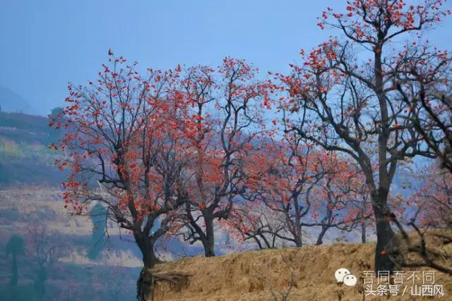 柿子冷落寒风里——稷山游子在深情回望