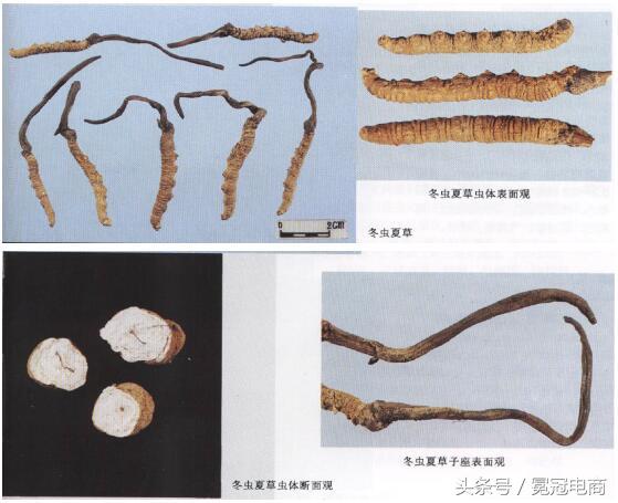 冬虫夏草到底是草还是虫,冬虫夏草是虫还是草