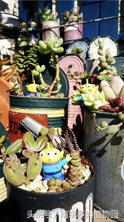 乐高积木成人款植物多肉,小玩具乐高