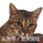 可爱的猫咪视频小奶猫,猫咪大全及名字