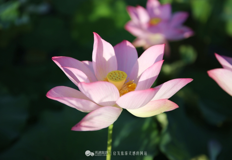 带上阳光开头结尾,阳光情人谷