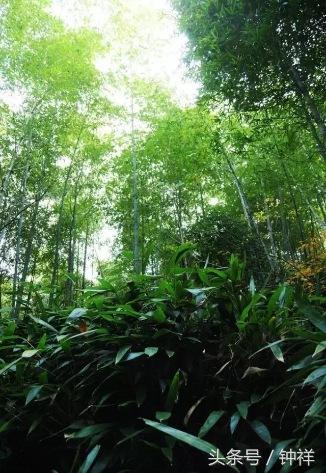 钟祥还能不能去,对不起我要离开了文章