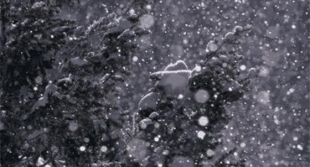 诗词鉴赏一枝春,诗词鉴赏一夜东风绽早梅