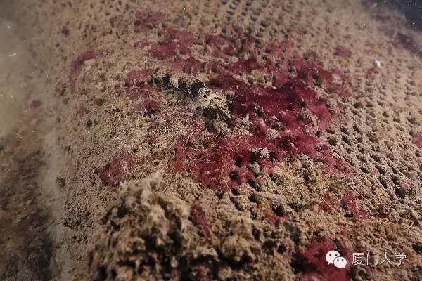 特色课程游泳课内容,隐藏的体育课