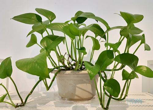 魅族PRO6Plus评测：后知后觉真旗舰