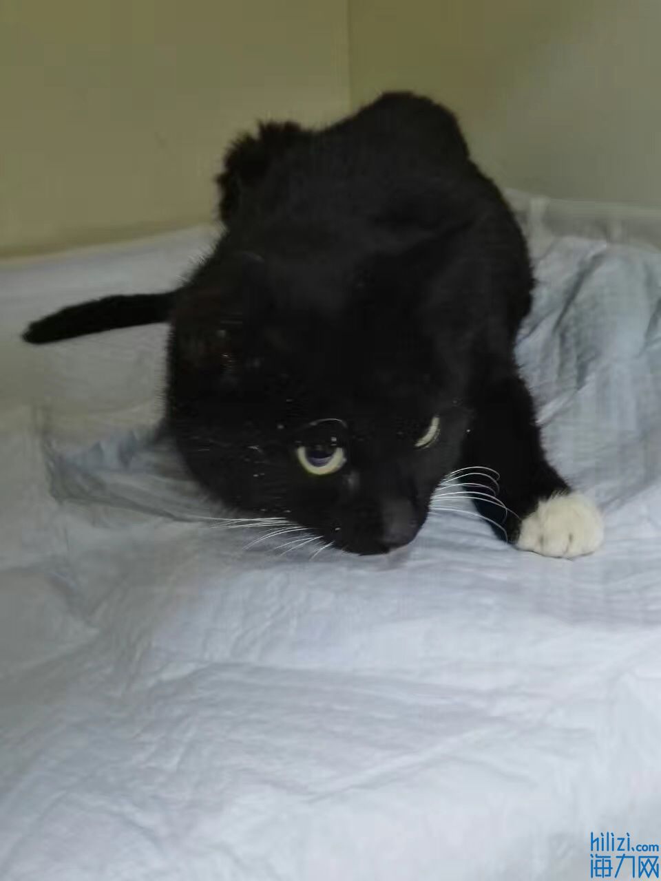 鱼线勒断小猫腿！这只流浪三脚猫是谁害的？