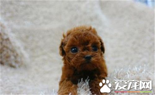 泰迪茶杯犬和玩具犬的区别,茶杯泰迪犬会不会生出玩具泰迪