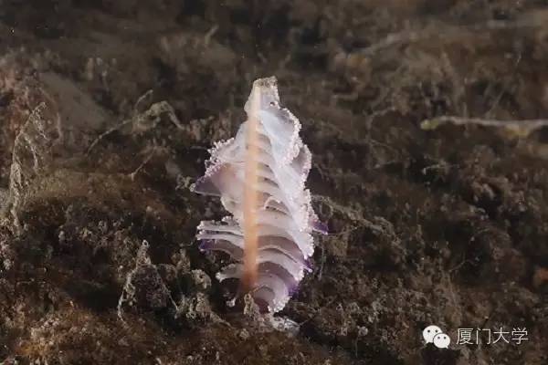 休闲体育潜水课,体育课创新课堂