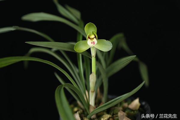 新手养兰的十大技巧,新手养兰的十大基础知识