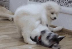 萨摩撒娇小可爱,萨摩给主人撒娇视频