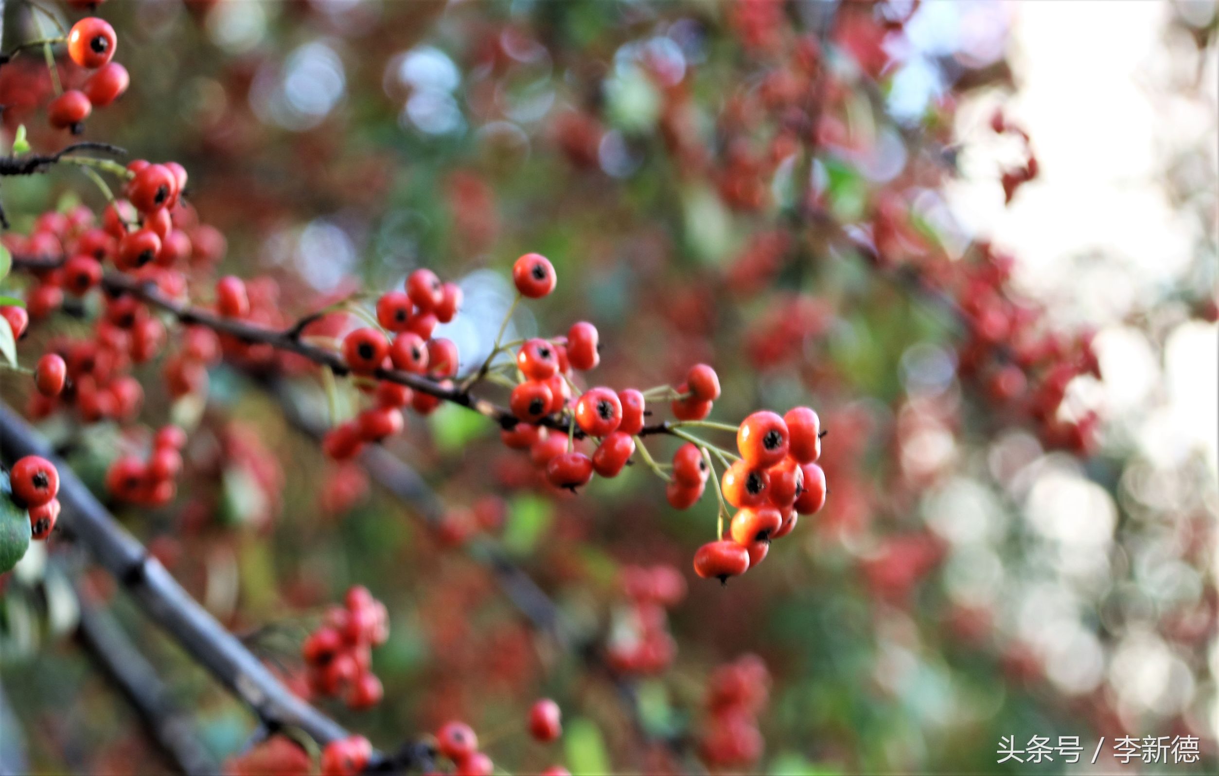 佳能18-200与腾龙16-300画质比较,佳能80d18-135跟腾龙18-200哪个好