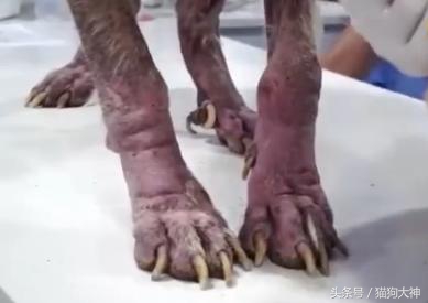 可怜狗狗被救活,可怜的狗狗死了