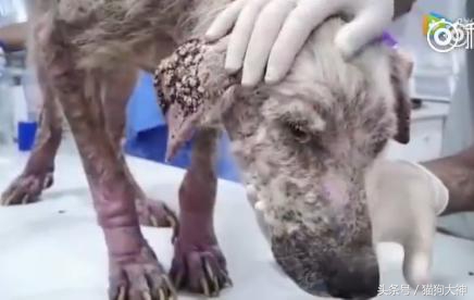 可怜狗狗被救活,可怜的狗狗死了