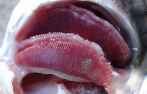 鱼儿气泡病怎么办,鱼儿常见病