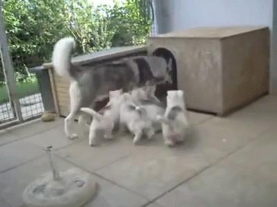 哈士奇长的可爱,你家哈士奇真的不会自卑吗