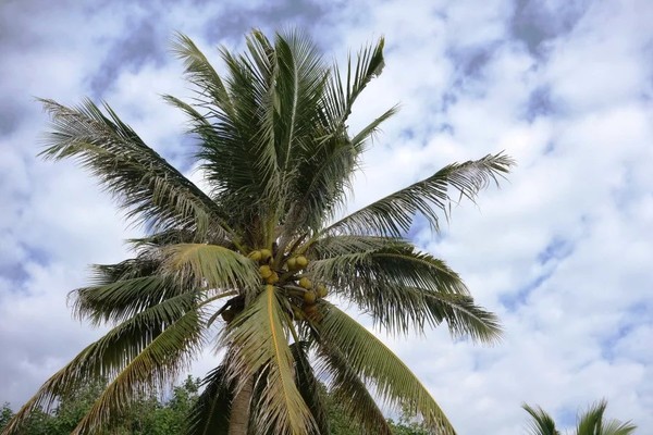 全家到三亚,全家去三亚过春节费用