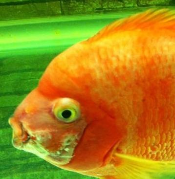 鱼儿出现哪些症状,鱼儿的各种病症