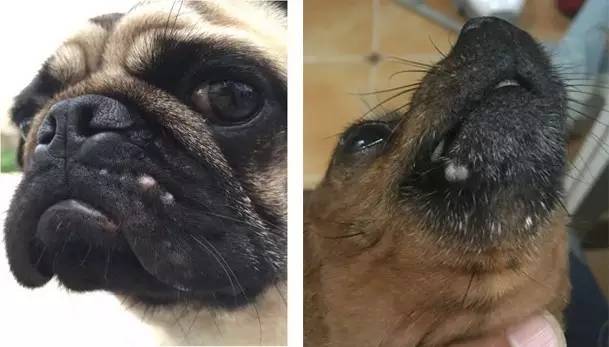 狗狗为什么会长脓皮病,狗狗皮肤上有脓疱掉毛