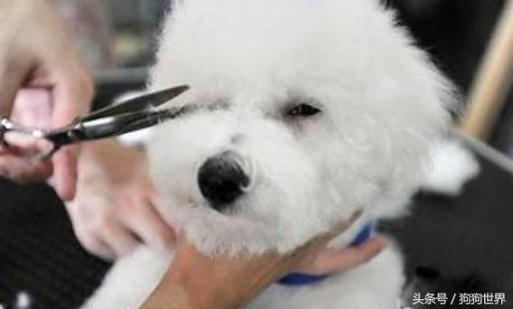 狗狗美丽第一大杀手：泪痕问题全分析！