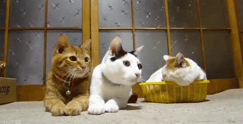 互联网项目开发流程,一分钟了解软件开发流程