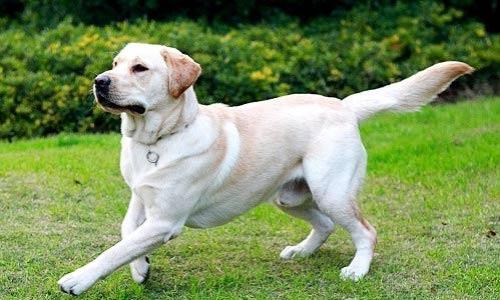 狗狗后腿伸不直是怎么回事,狗狗的后腿站不直弯曲怎么回事