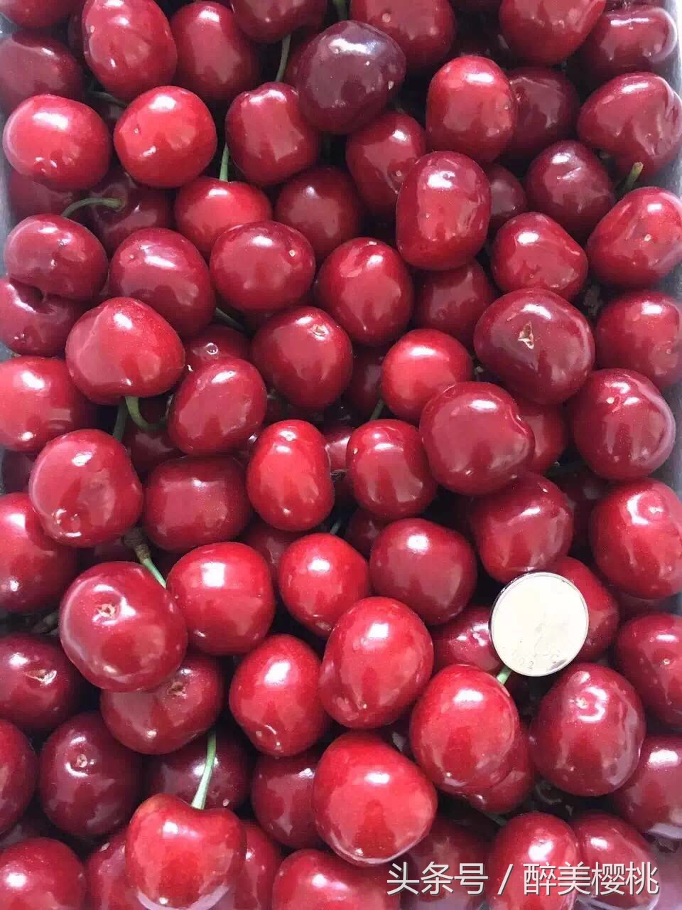 南方樱桃成熟时间表,世界各地樱桃